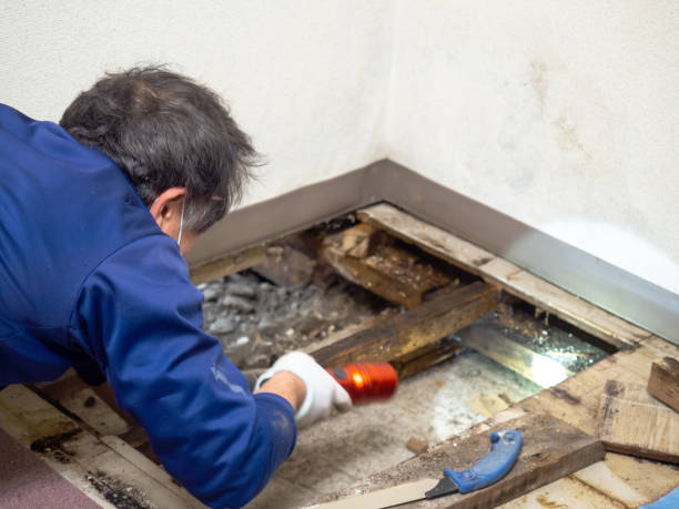 Best Black Mold Removal  in West Yarmouth, MA