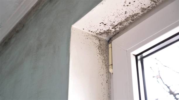 Best Crawl Space Mold Removal  in West Yarmouth, MA