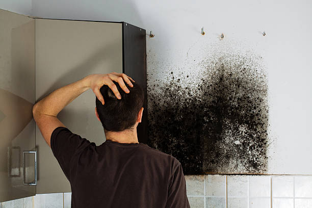 Best Professional Mold Removal  in West Yarmouth, MA