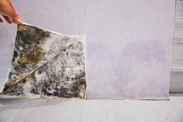 Best Mold Cleaning Services  in West Yarmouth, MA